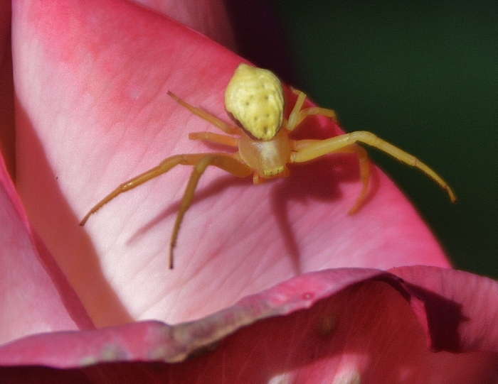 closeup of tiny yellow spider on rose